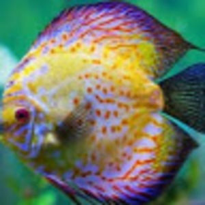 Meet your Posher, Inderjit